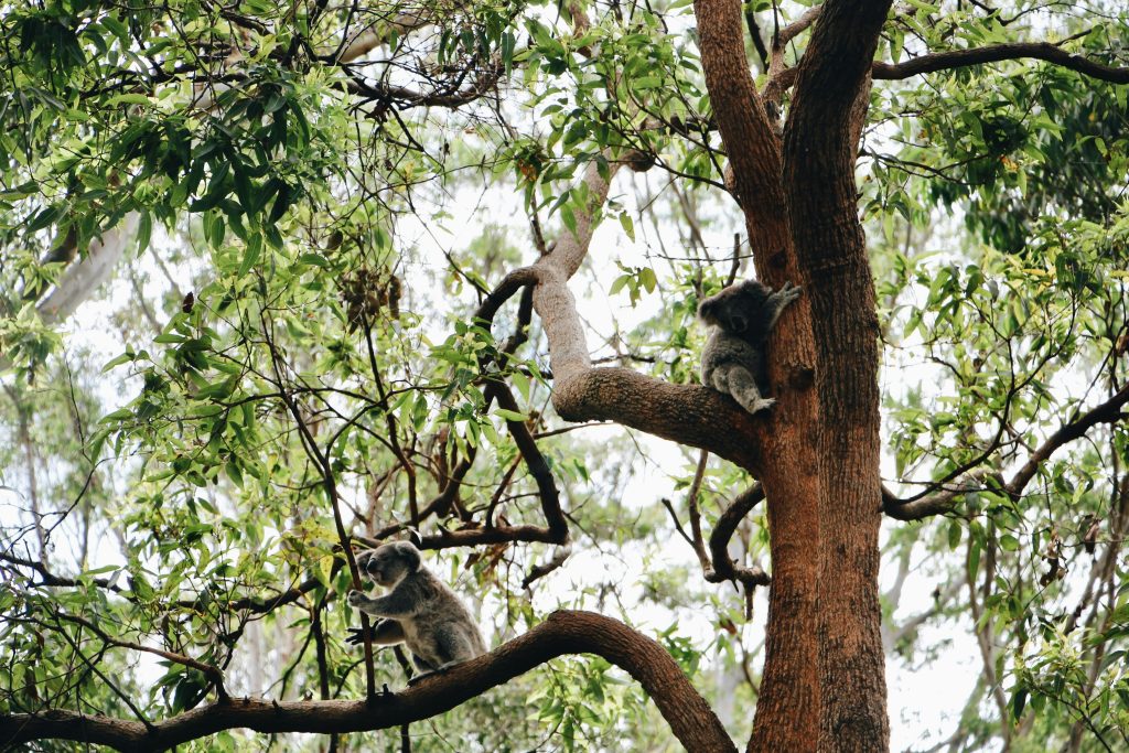 Koala Port Macquarie