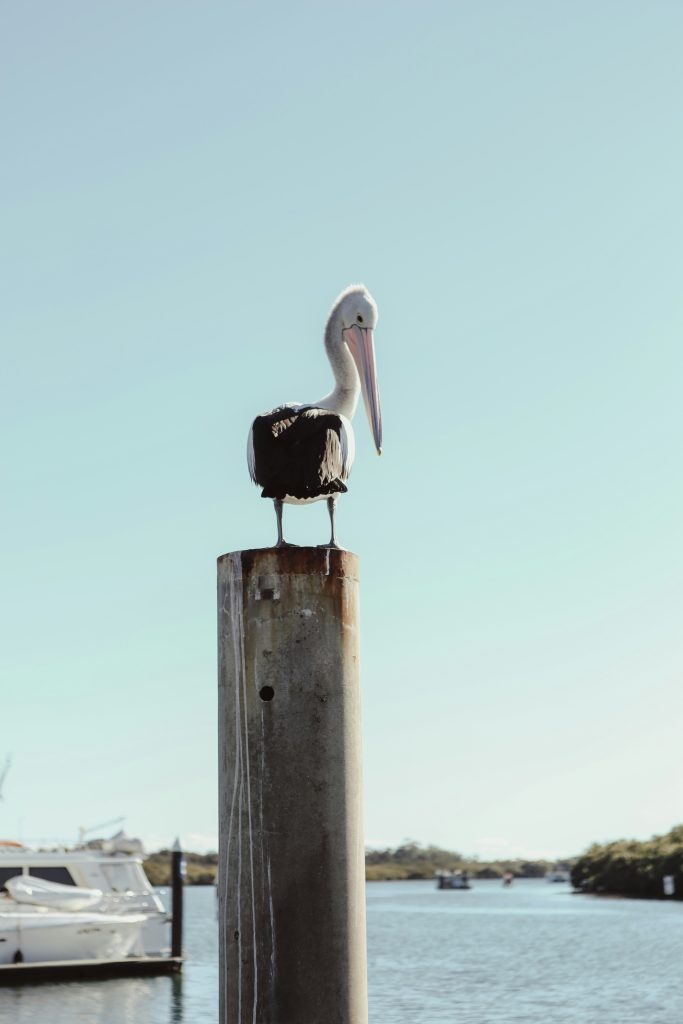 Port Macquarie Bird